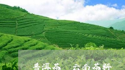 普洱茶 云南茶料/2023041070392